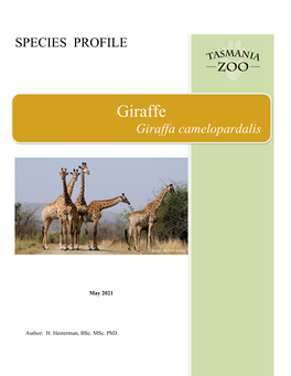 Giraffe Giraffa Camelopardalis