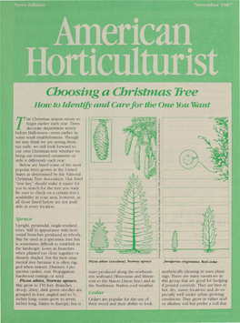 Choosing a Christmas Tree How to Identijy and Carefor the One You Want