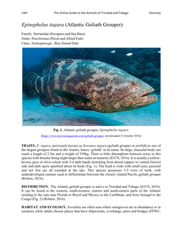 Atlantic Goliath Grouper)