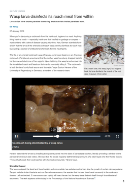 Wasp Larva Disinfects Its Roach Meal from Within Live-Action View Shows Parasite Slathering Antibacterials Inside Paralised Host