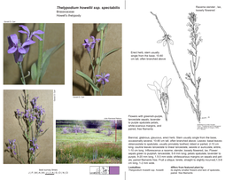 Thelypodium Howellii Ssp. Spectabilis Raceme Slender , Lax, Loosely Flowered Brassicaceae Howell’S Thelypody