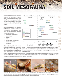 Soil Mesofauna