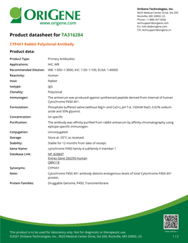 CYP4X1 Rabbit Polyclonal Antibody – TA316284 | Origene