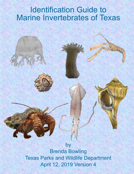 Hermit Crabs - Paguridae and Diogenidae