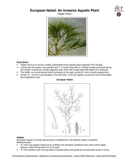 European Naiad: an Invasive Aquatic Plant Najas Minor