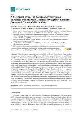 A Methanol Extract of Scabiosa Atropurpurea Enhances Doxorubicin Cytotoxicity Against Resistant Colorectal Cancer Cells in Vitro