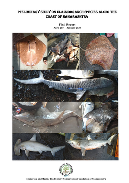 Preliminary Study on Elasmobranch Species Along the Coast of Maharashtra