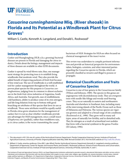 Casuarina Cunninghamiana Miq. (River Sheoak) in Florida and Its Potential As a Windbreak Plant for Citrus Groves1 William S