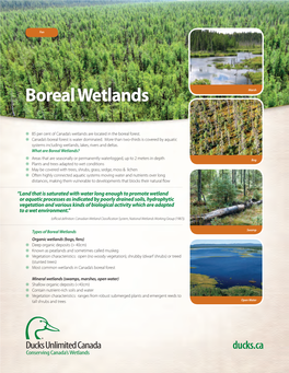 Boreal Wetlands Marsh