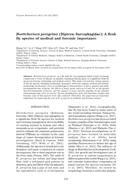 A Flesh Fly Species of Medical and Forensic Importance