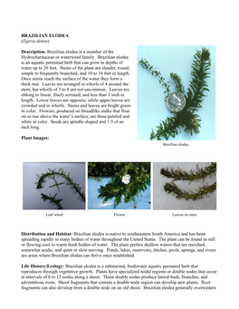 BRAZILIAN ELODEA (Egeria Densa) Description: Brazilian Elodea Is A