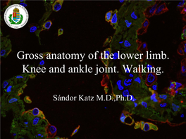 Gross Anatomy of the Lower Limb. Knee and Ankle Joint. Walking