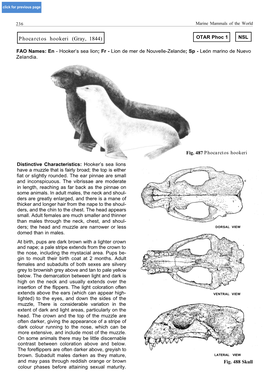 Phocarctos Hookeri (Gray, 1844) OTAR Phoc 1 NSL