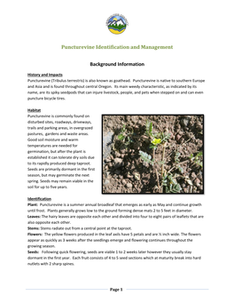 Puncturevine Identification and Management Background Information