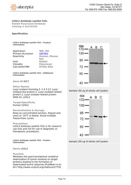 LOXL2 Antibody (Aa454-742) Rabbit Polyclonal Antibody Catalog # ALS16338