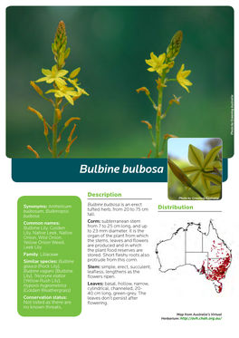 Bulbine Bulbosa