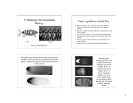 Evolutionary Developmental Biology Gene Regulation in Fruit Flies