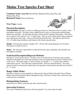 Jack Pine (Scrub Pine, Banksian Pine, Gray Pine, and Hudson Bay Pine) Botanical Name: Pinus Banksiana