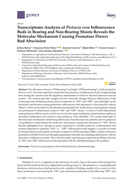 Transcriptome Analysis of Pistacia Vera Inflorescence Buds in Bearing