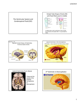 The Ventricular System and Cerebrospinal Fluid (CSF) 3Rd Ventricle in Diencephalon