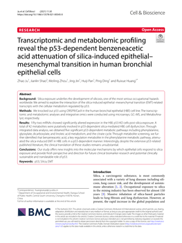 Transcriptomic and Metabolomic Profiling Reveal the P53-Dependent Benzeneacetic Acid Attenuation of Silica‐Induced Epithelial