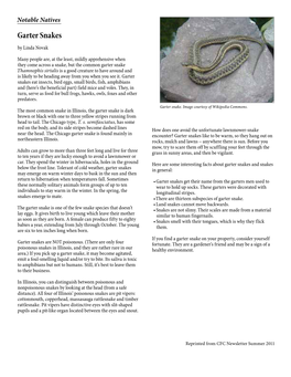 Garter Snakes by Linda Novak