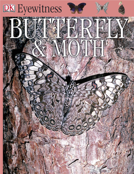 BUTTERFLY and MOTH (DK Eyewitness Books)