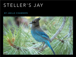 Steller's Jay