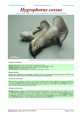 Hygrophorus Cossus Hygrophorus 4 De 1 Página 20151115/20180217