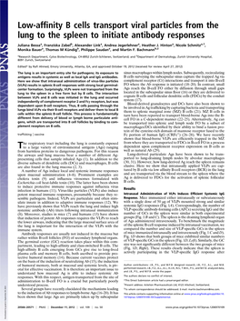 Low-Affinity B Cells Transport Viral Particles from the Lung to the Spleen to Initiate Antibody Responses