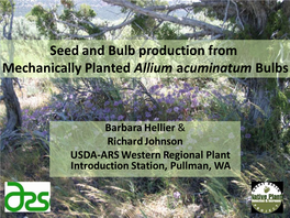Seed and Bulb Production from Mechanically Planted Allium Acuminatum Bulbs