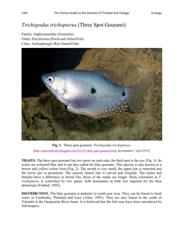 Trichopodus Trichopterus (Three Spot Gourami)