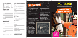 Horses & Ponies Discover Our Pit Pony Facts