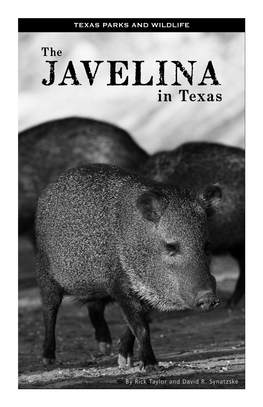 The Javelina in Texas