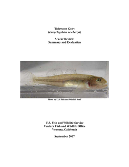 Tidewater Goby (Eucyclogobius Newberryi)