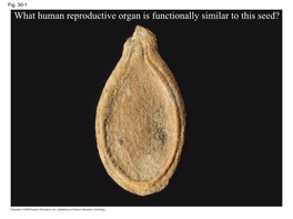 What Human Reproductive Organ Is Functionally Similar to This Seed?
