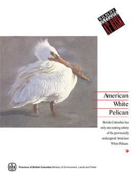 American White Pelican