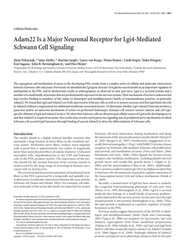 Adam22 Is a Major Neuronal Receptor for Lgi4-Mediated Schwann Cell Signaling