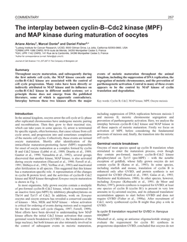 The Interplay Between Cyclin-B-Cdc2 Kinase (MPF)