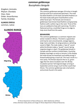 Common Goldeneye Bucephala Clangula ILLINOIS RANGE