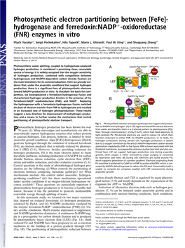 Hydrogenase and Ferredoxin:NADP -Oxidoreductase (FNR)