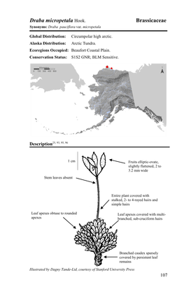 Draba Micropetala Hook. Brassicaceae Synonyms: Draba Pauciflora Var