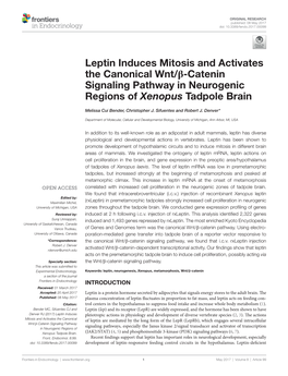 Leptin Induces Mitosis and Activates the Canonical Wnt/ß-Catenin