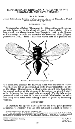 Eupteromalus Nidulans, a Parasite of the Brown-Tail and Satin Moths '