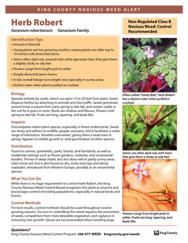 Herb Robert (Geranium Robertianum)