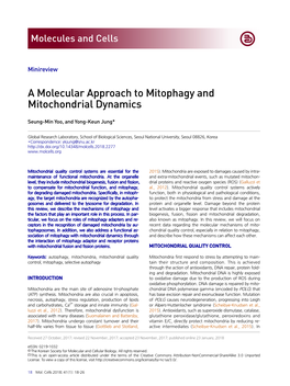 A Molecular Approach to Mitophagy and Mitochondrial Dynamics