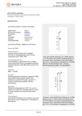 P53 (S376) Antibody Purified Rabbit Polyclonal Antibody (Pab) Catalog # Ap22298a