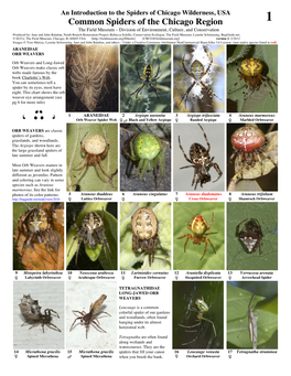 Common Spiders of the Chicago Region 1 the Field Museum – Division of Environment, Culture, and Conservation