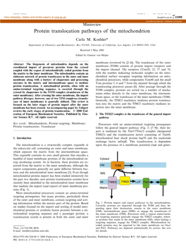 Protein Translocation Pathways of the Mitochondrion