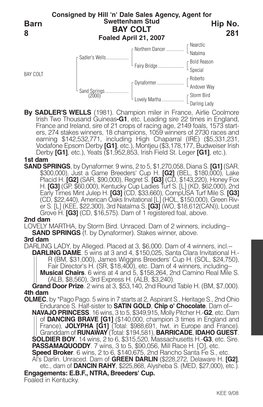 BAY COLT Barn 8 Hip No